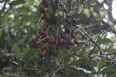 Holigarna nigra